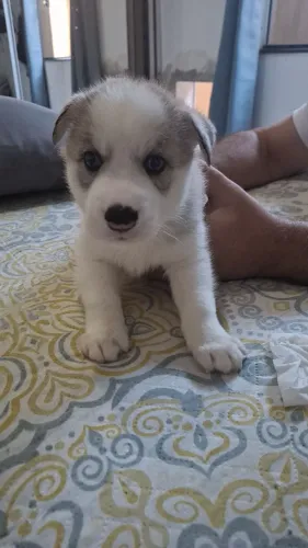 Filhotes de Huskys Siberiano