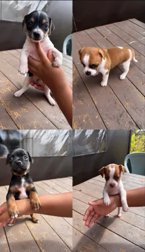 Pets