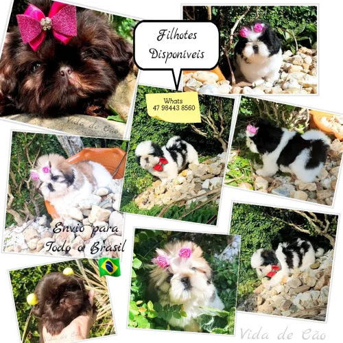 Shih tzu alto padrão