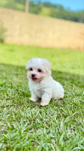 Maltês machinho! Porte beeem pequeno. Pais com pedigree!