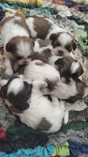 Shih Tzu disponível!