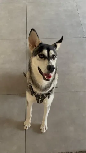 Doação responsável husky