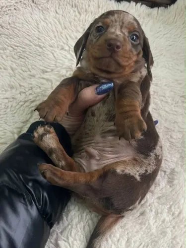 Dachshund