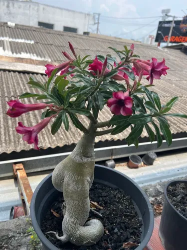 Rosa do deserto gigante