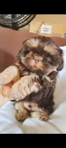 ShihTzu
