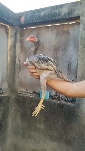 Franguinhos índio mura 