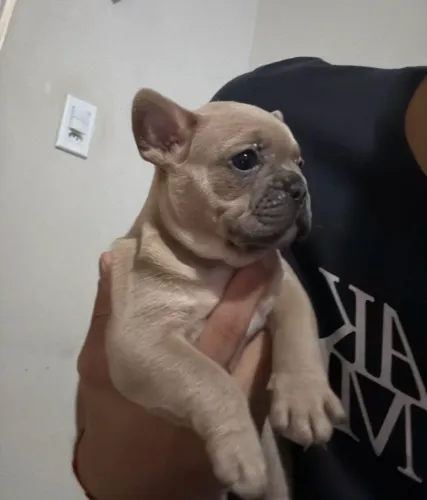 Bulldog francês femêas