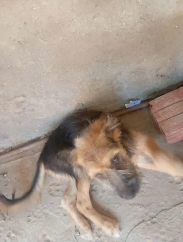 Doação fêmea pet
