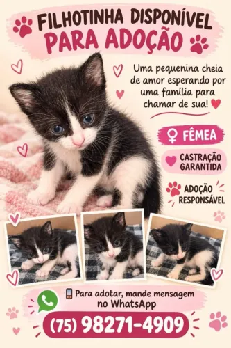 Doação filhote de gata. 1 mês. Castração garantida