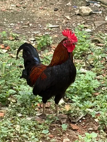 Galo garnizé 