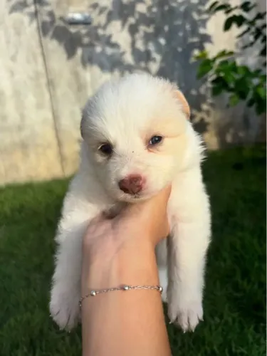 Filhotes de Border Collie - 2 Machos Disponíveis