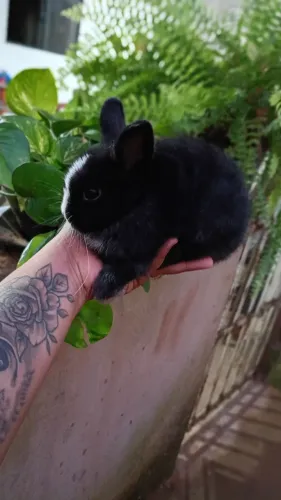 Mini coelho anão Netherlands dwarf padrão
