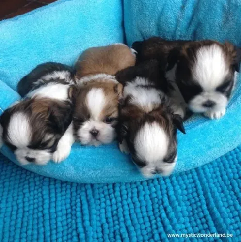 lindos e perfeitos shih tz padrao menor