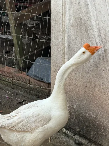 Ganso - venda 