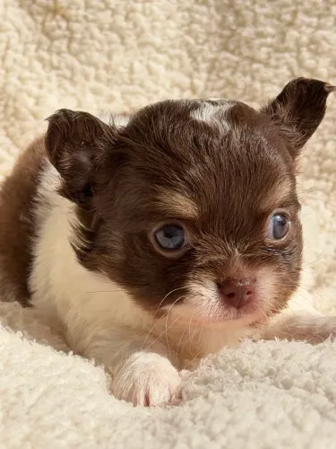Chihuahua macho Pêlo longo micro, Top! Chocolate com branco 