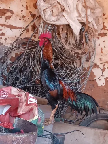 Frango indio Bod