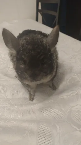chinchila para ser seu pet