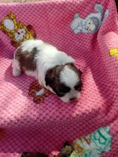 Filhote de shih tzu macho e fêmea 