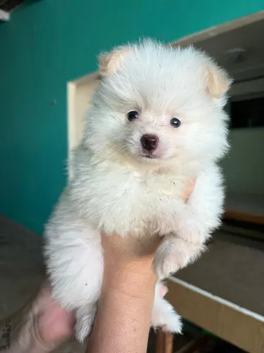 Spitz Alemão - anao-