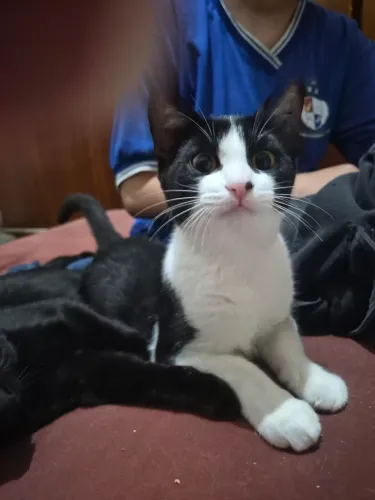 Gata filhote castrada