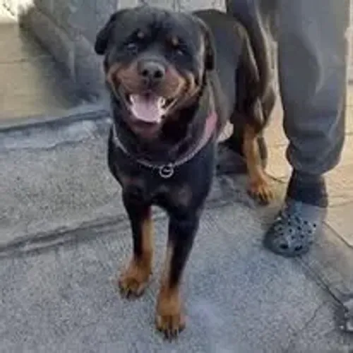 cachorro