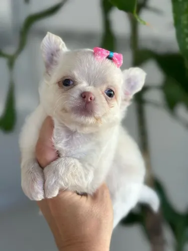 Chihuahua Fêmea!! Uma Princesa Pêlo Longo.