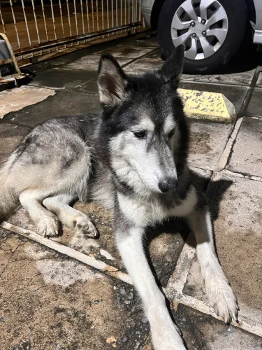 Cachorro rusky achado na rua