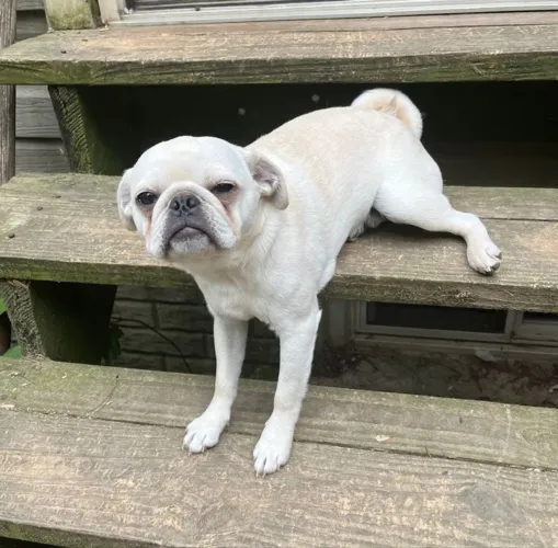 Vendo linda femia de Pug branca grávida