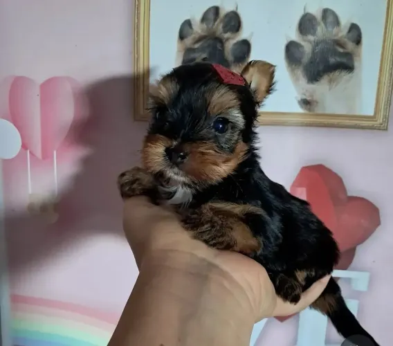 Yorkshire fêmea e macho mini