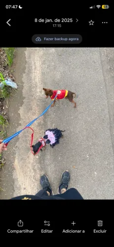 Pinscher Mini