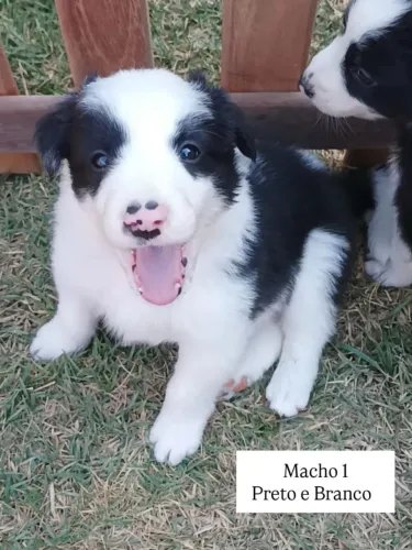 Border Collie a venda