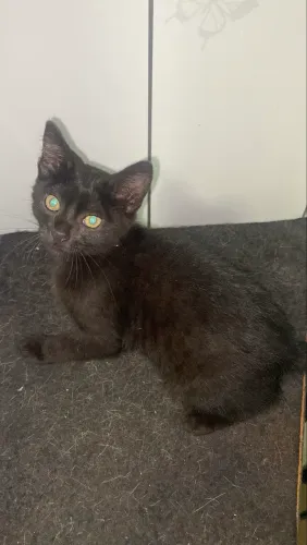 Gatinha fêmea 