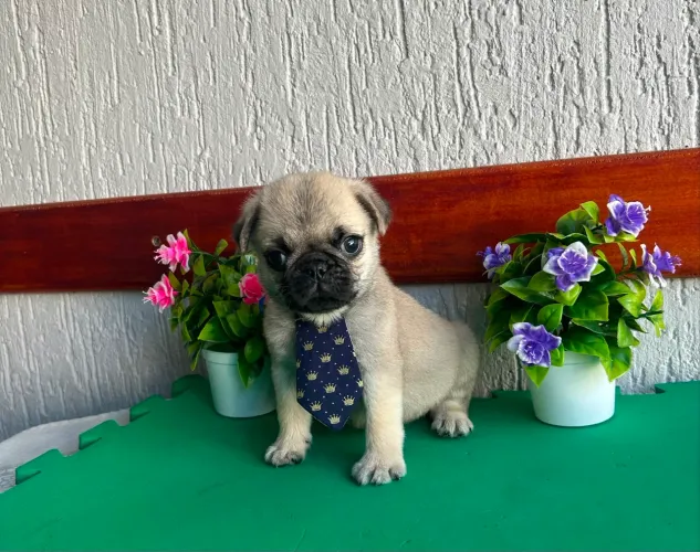 Pug com pedigree macho 