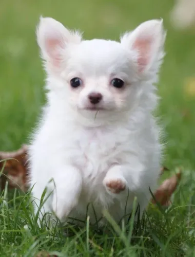 Chihuahua pelagem longa disponível - fêmea