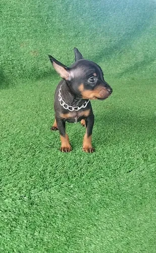 Pinscher elegância em quatro patas