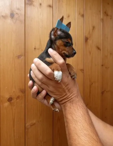 Pet em Busca de Família
