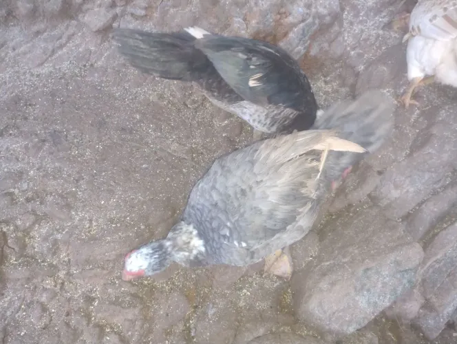 Pato canoa jovem .
