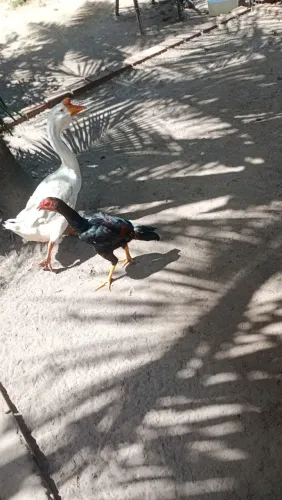 Gansos