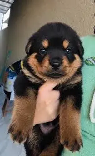 Fêmea de Rottweiler 06 Meses Linda