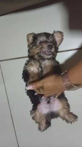 Vendo um Yorkshire macho , com 3 meses de vida.