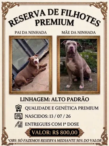 Filhotes de Pitbulls