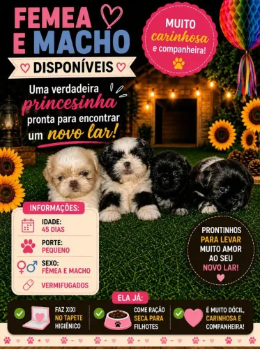 Vende-se cachorro shituz