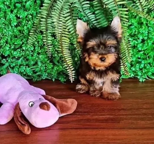 Yorkshire Terrier - Filhotes Especiais