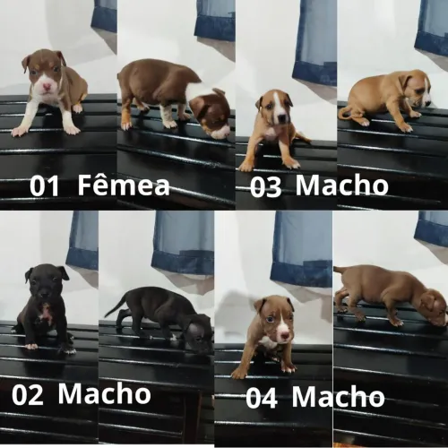 Filhote de Pitbull