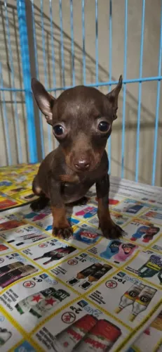 Pinscher Fêmea Chocolate zero 0