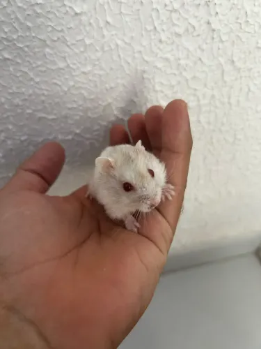 Hamster anão russo