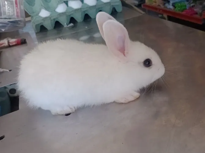 Coelho