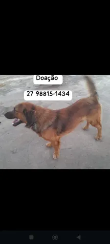 Doação de cachorro