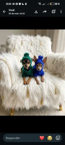 Pinscher fêmea