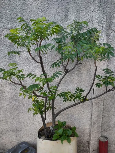 Vendo um pé de cajá já está dando fruta 150,00